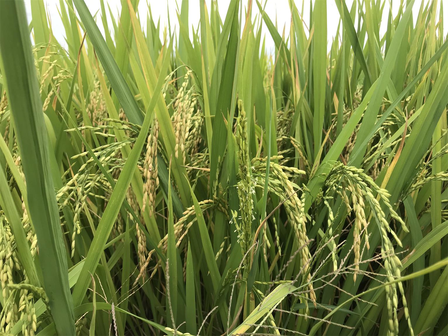 IMG_5005_看图王.jpg